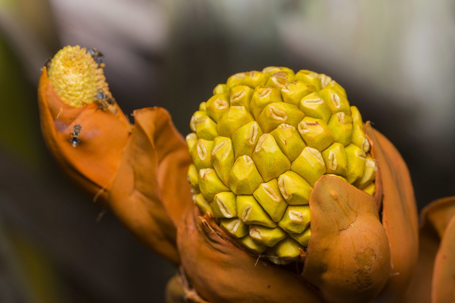 Nypa fruticans