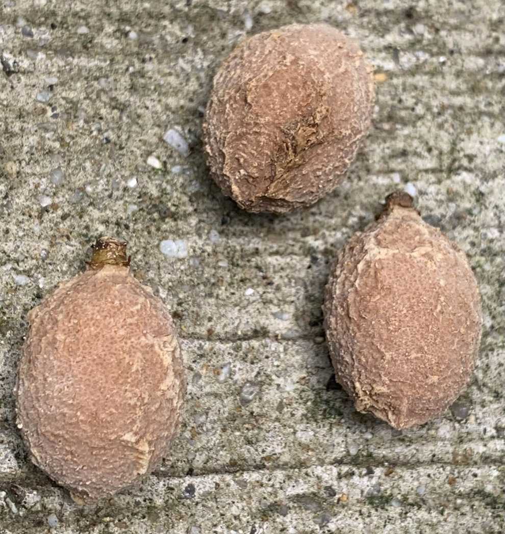 Ochanostachys amentacea