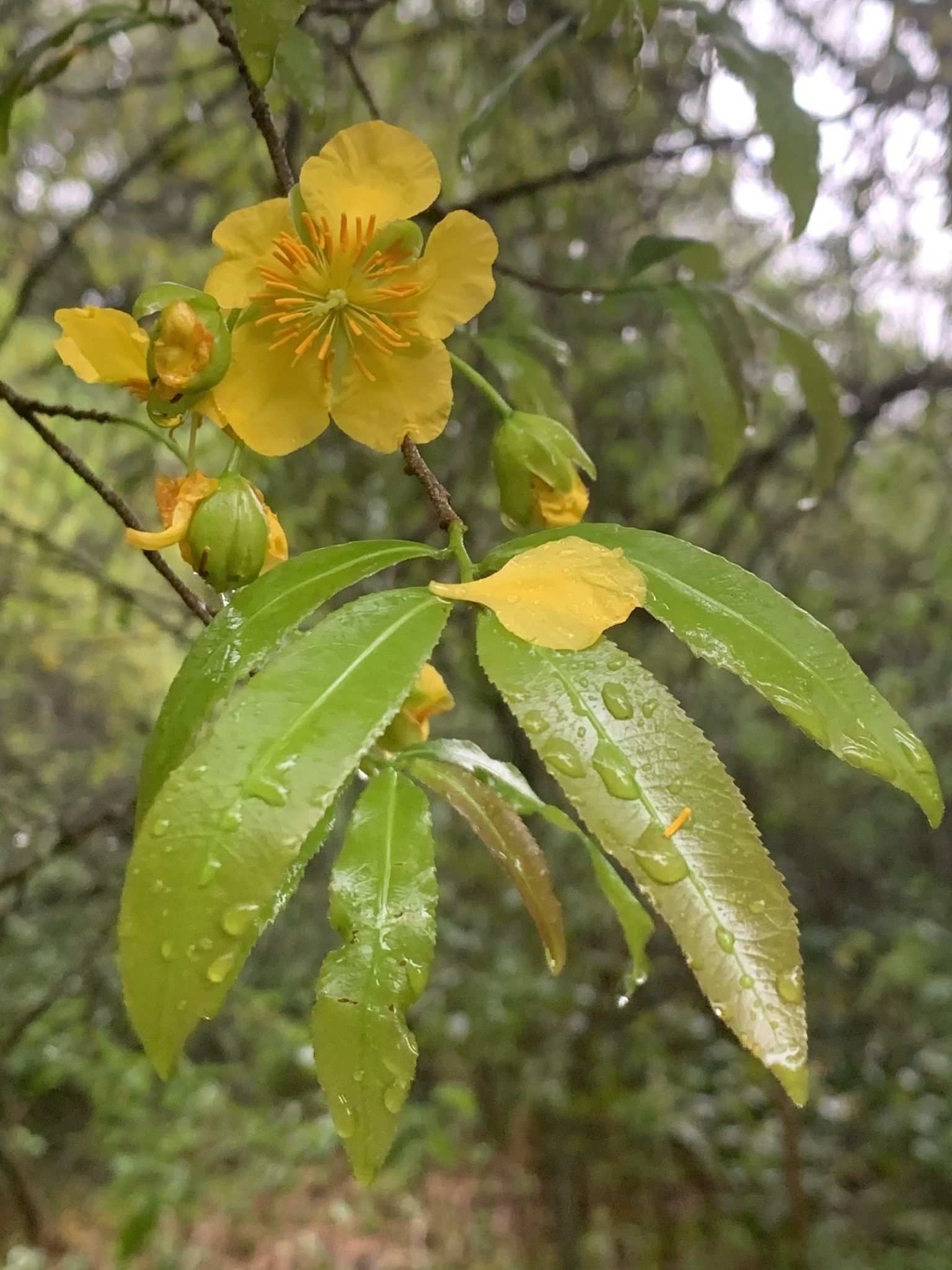 Ochna atropurpurea