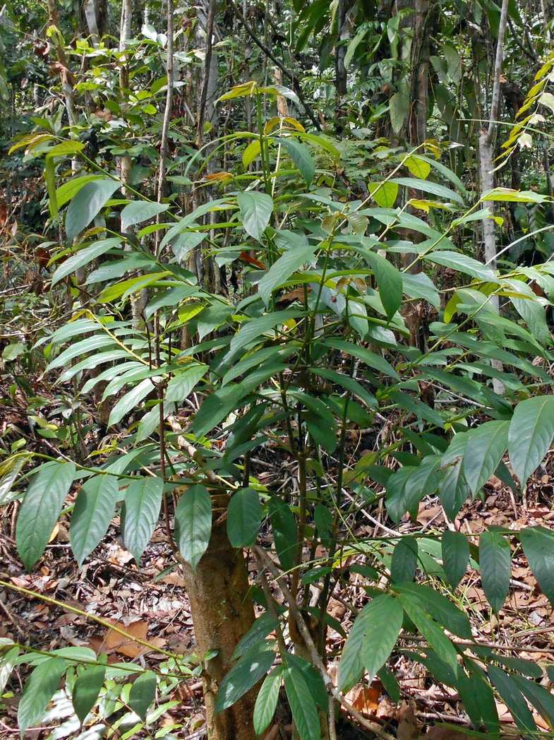 Ochreinauclea maingayi