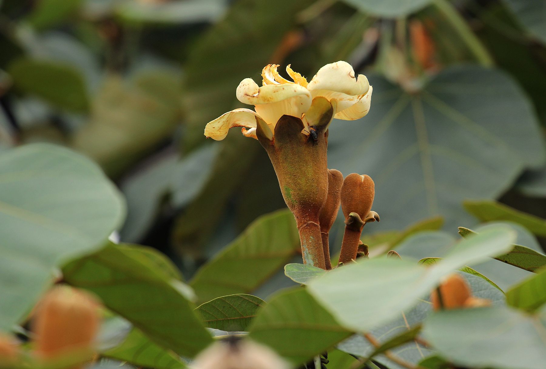 Ochroma lagopus