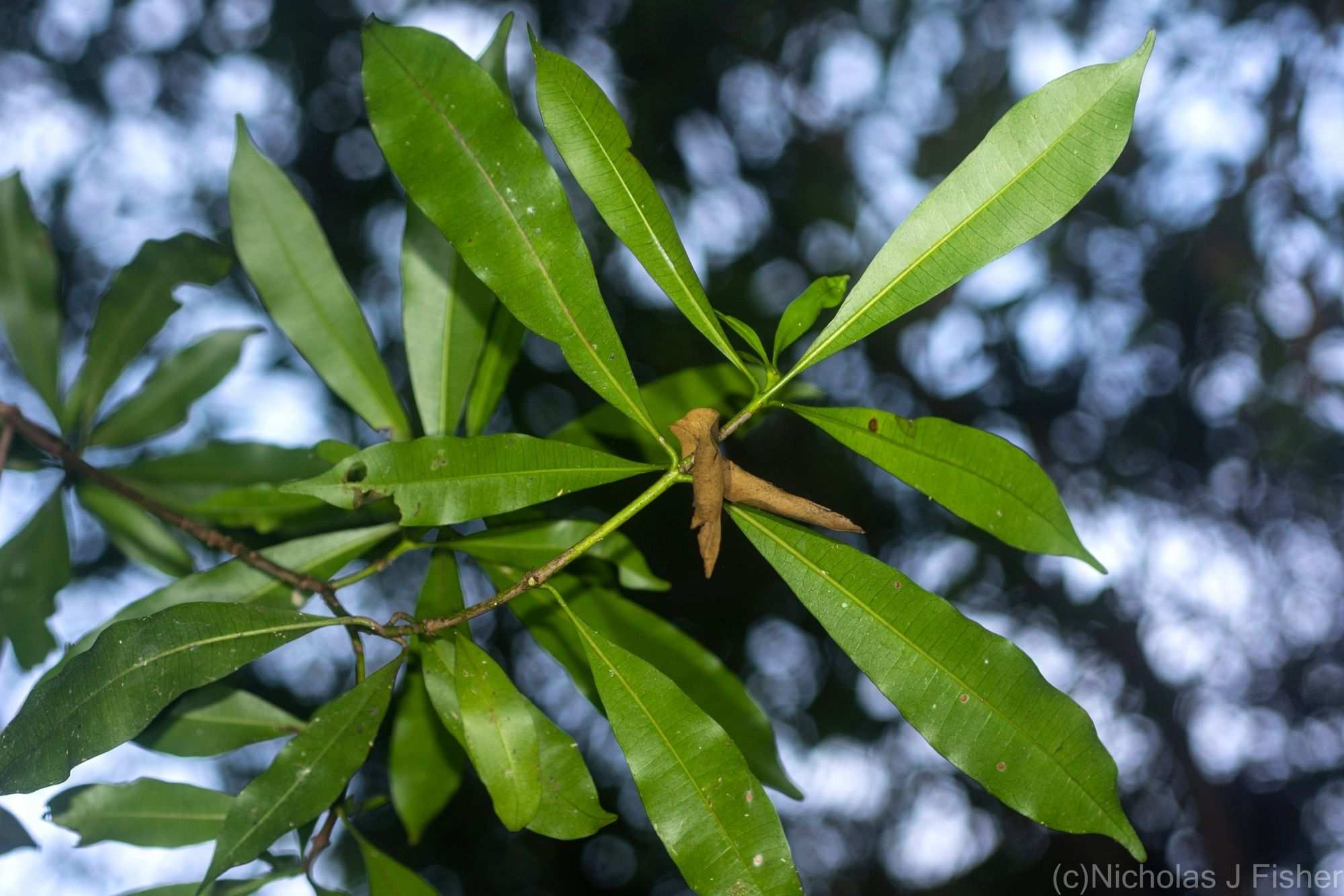 Ochrosia moorei