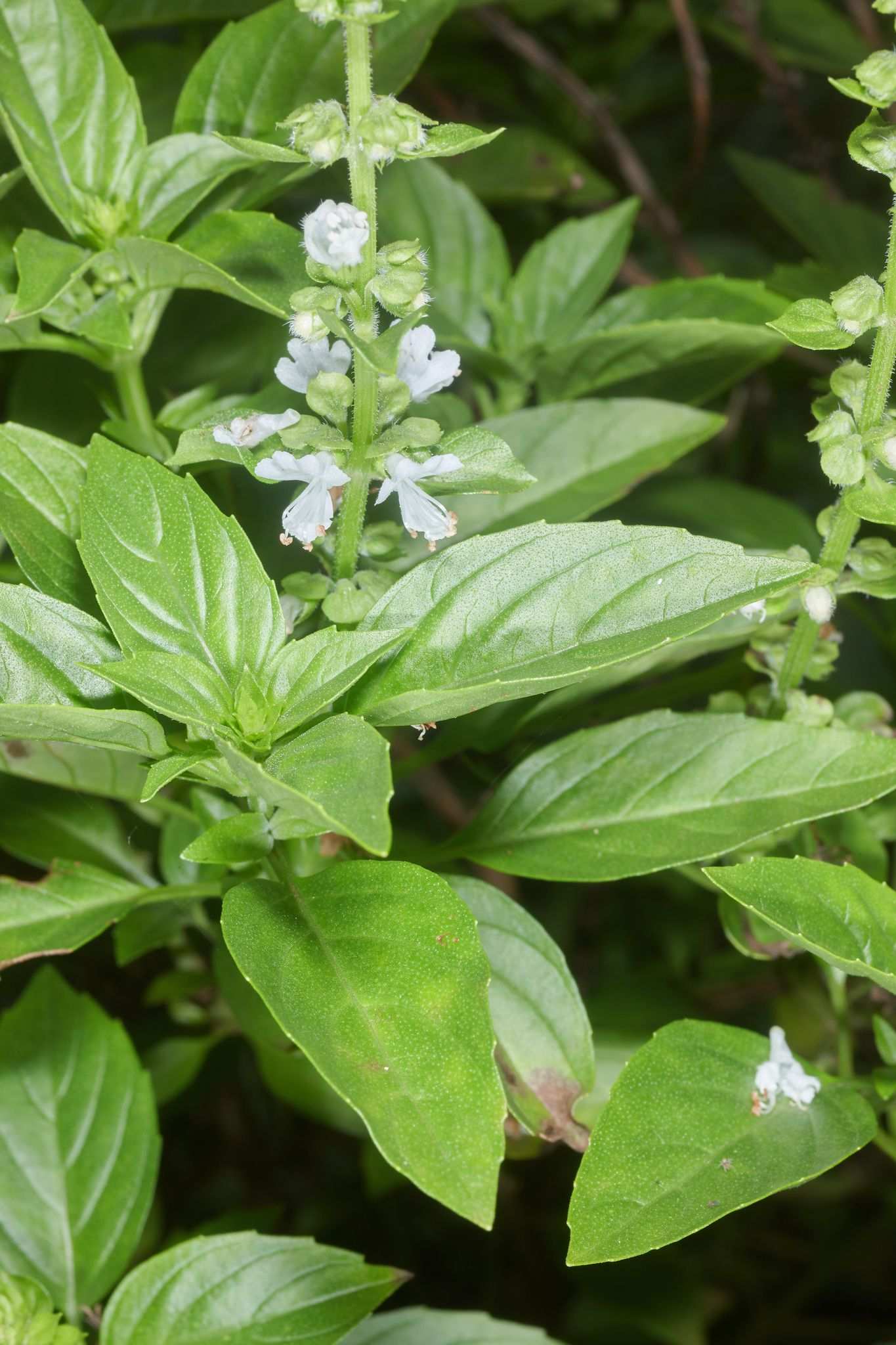 Ocimum