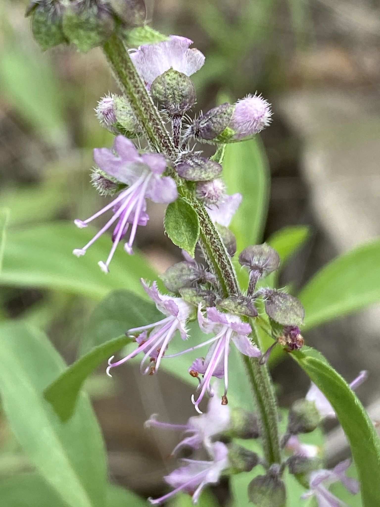 Ocimum americanum