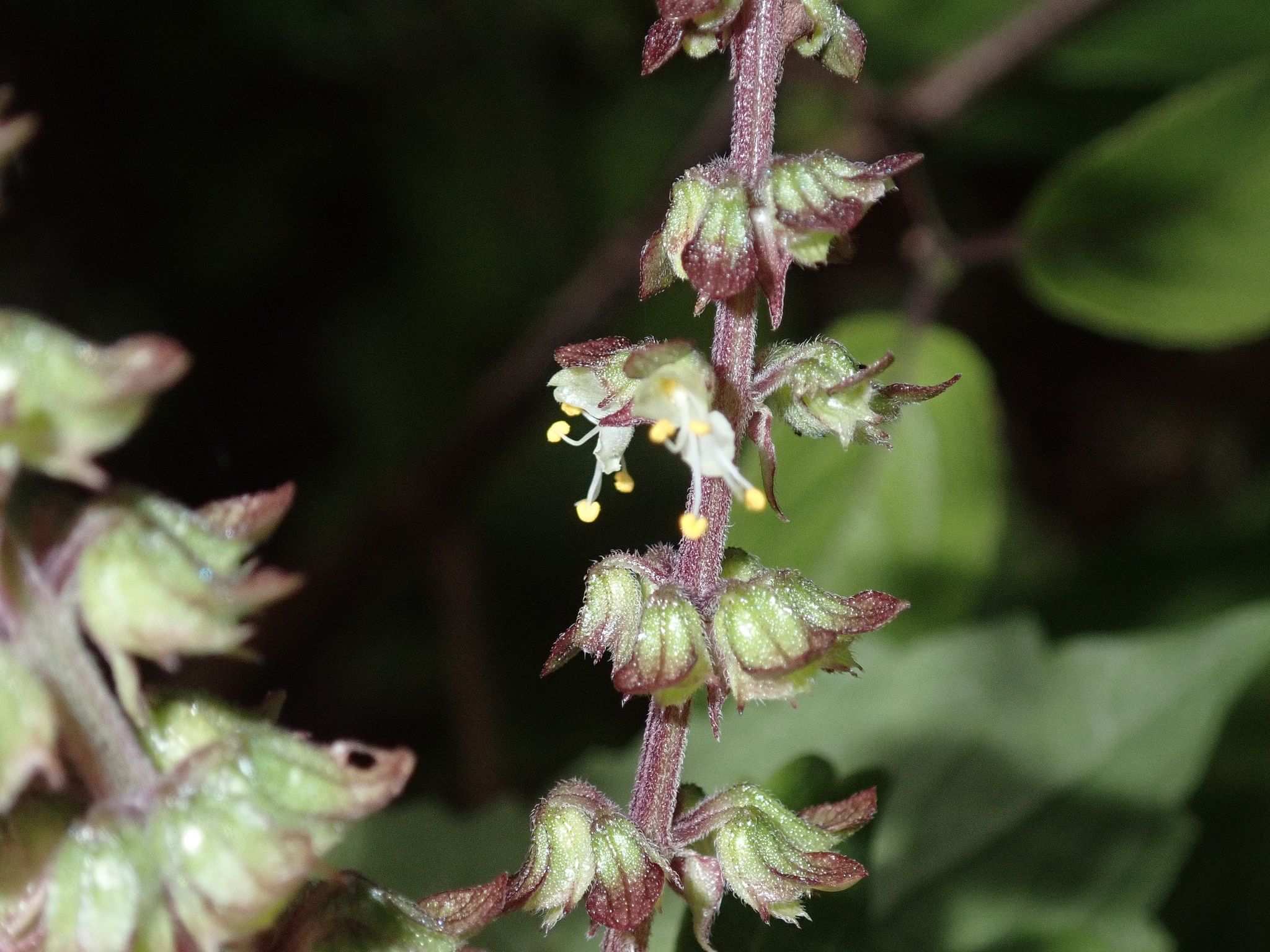 Ocimum gratissimum