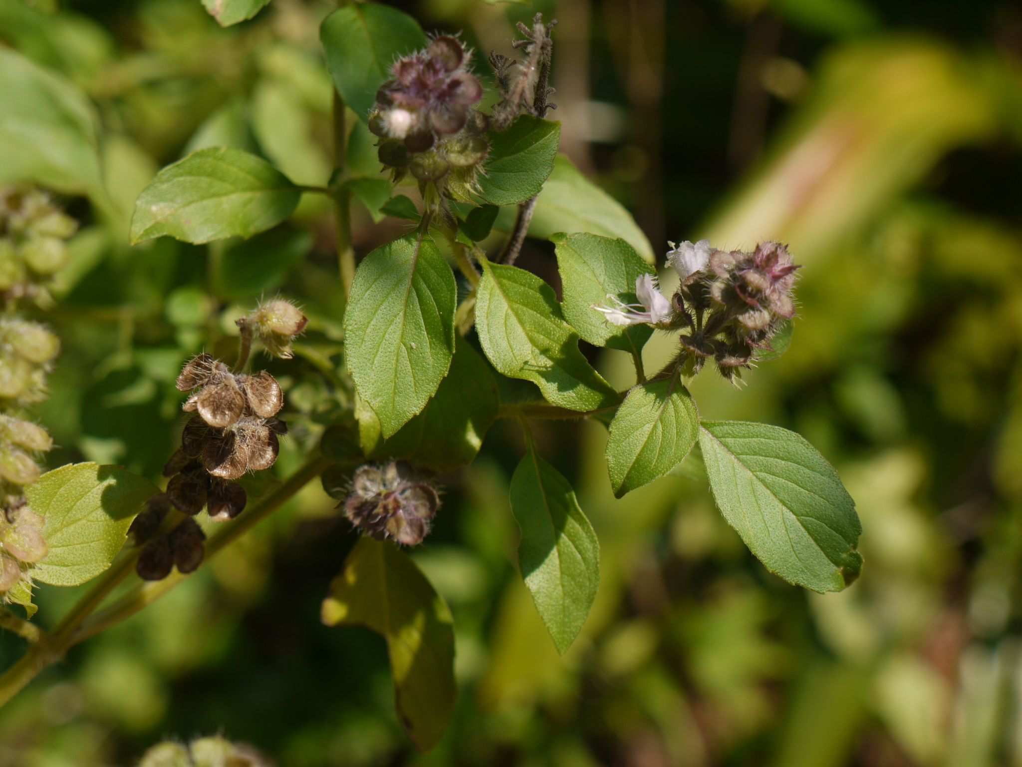 Ocimum kilimandscharicum