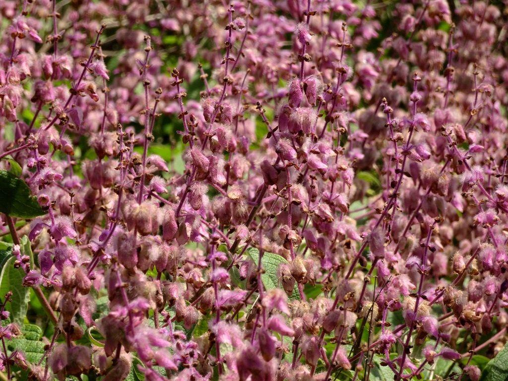 Ocimum sp.