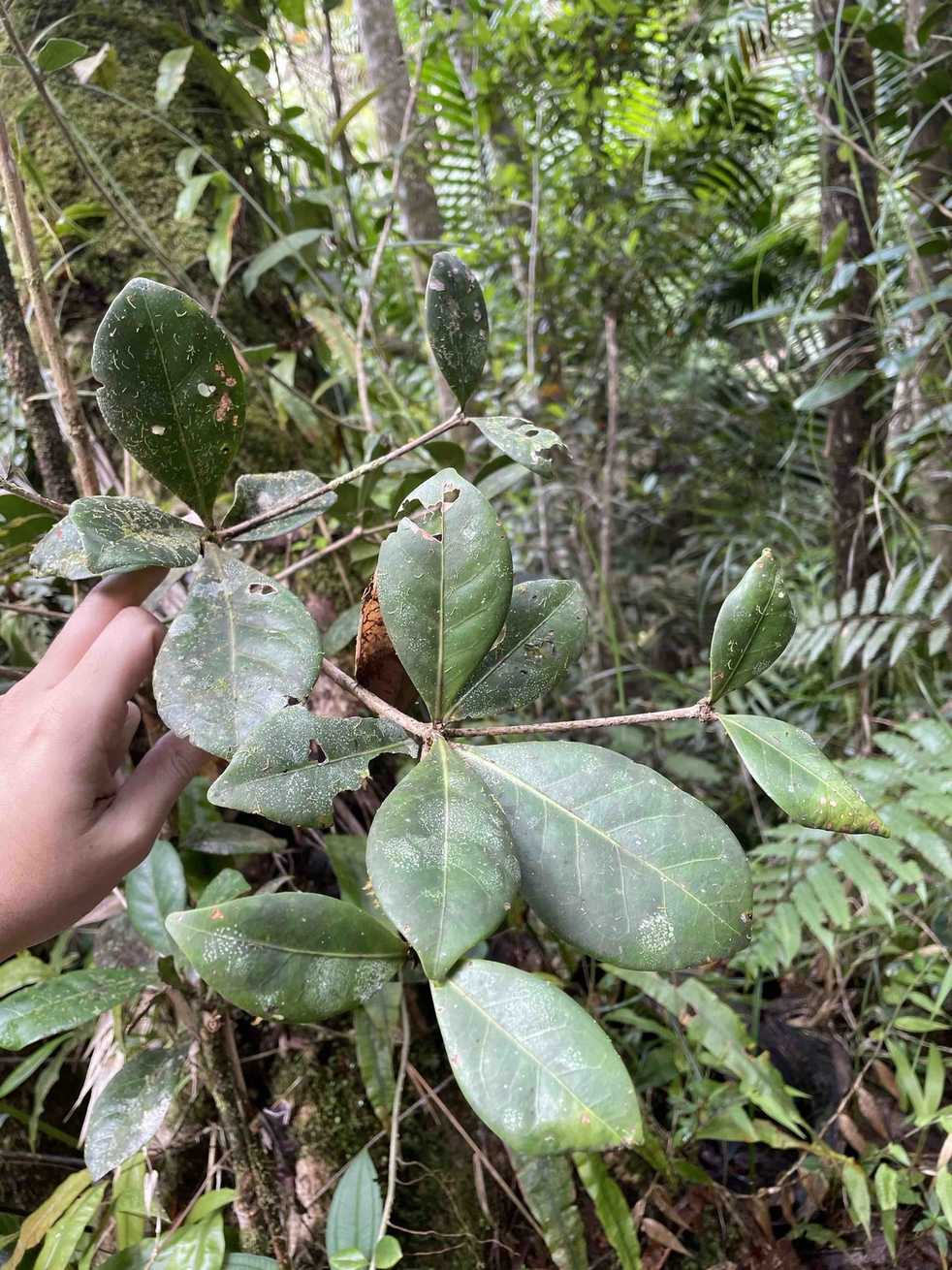 Ocotea sp.
