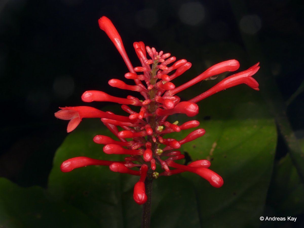 Odontonema tubaeforme