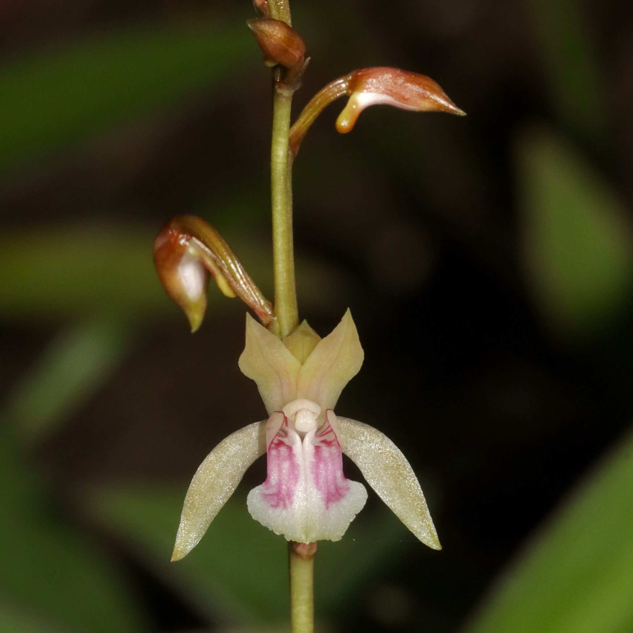Oeceoclades maculata