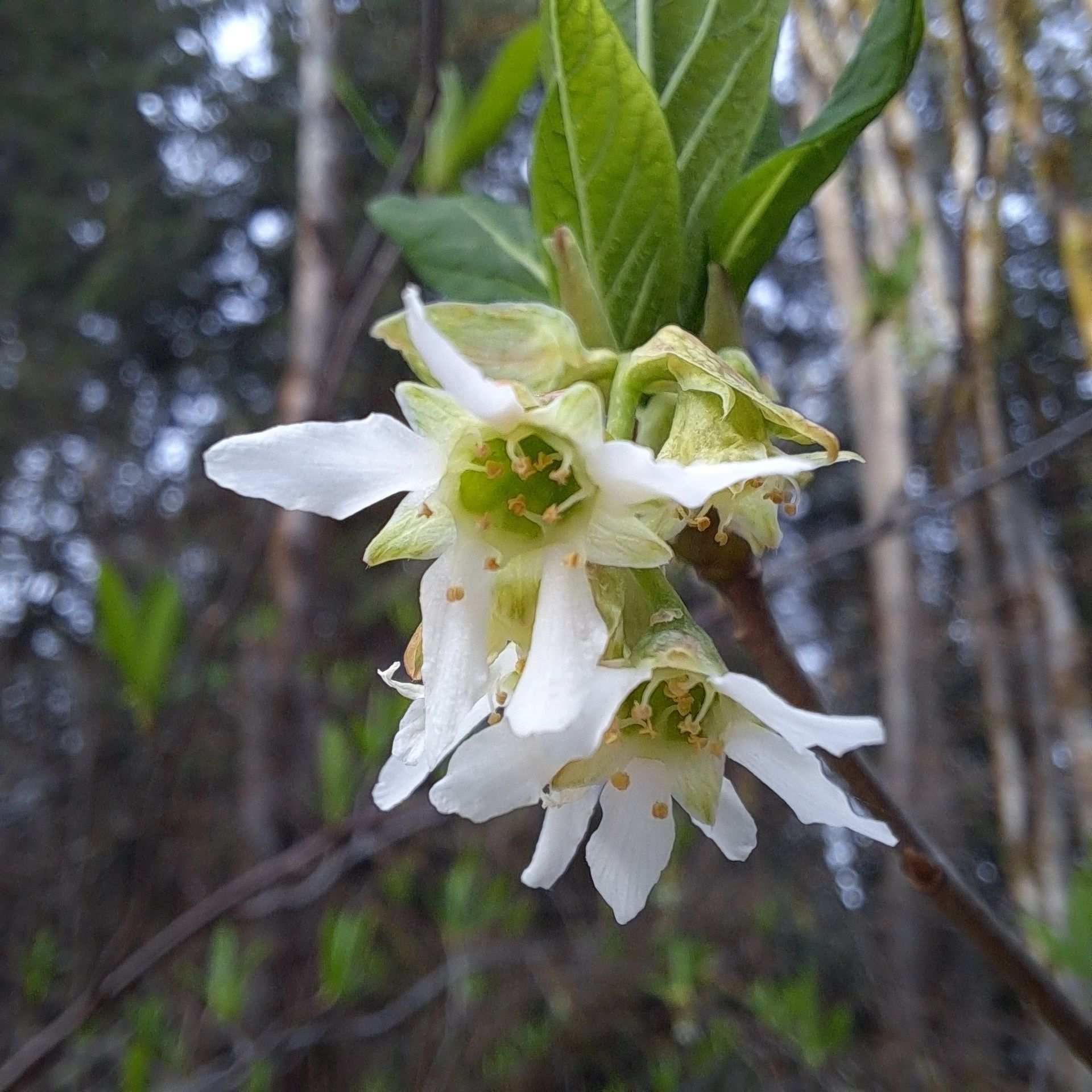 Oemleria cerasiformis