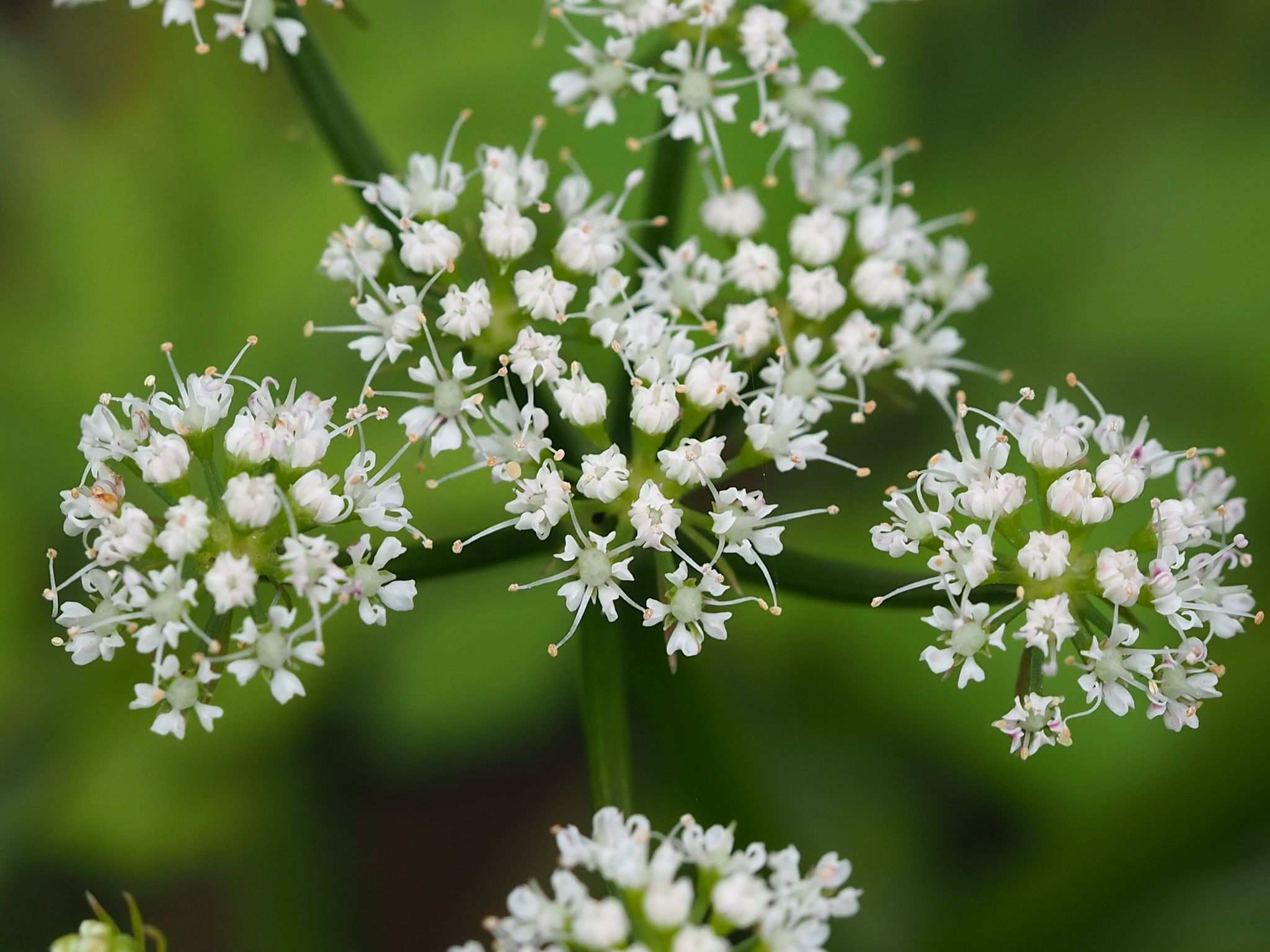 Oenanthe javanica