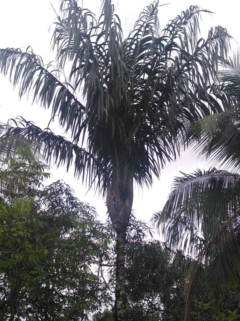 Oenocarpus bacaba
