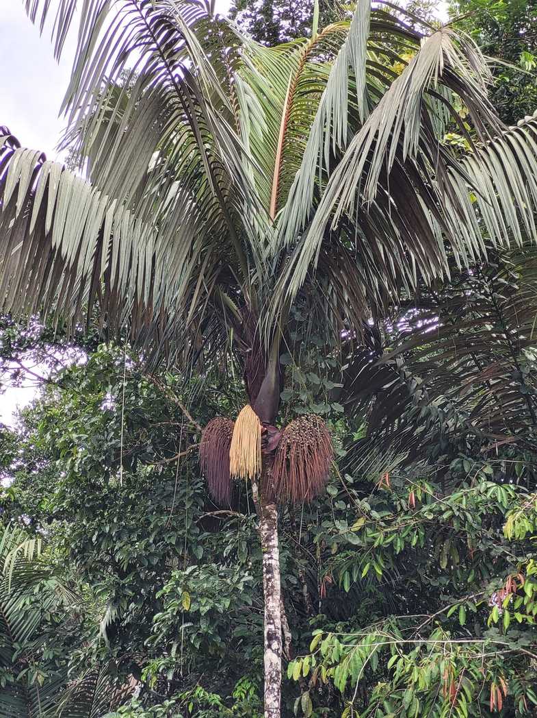 Oenocarpus bataua