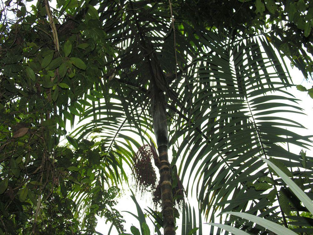 Oenocarpus mapora