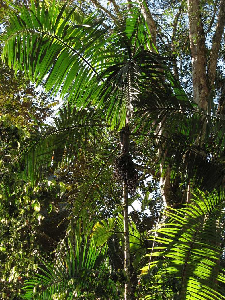 Oenocarpus minor