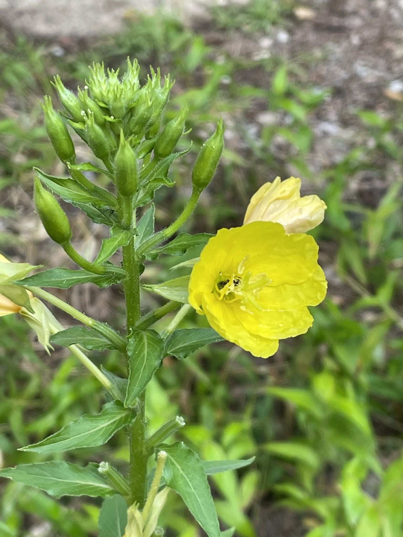 Oenothera