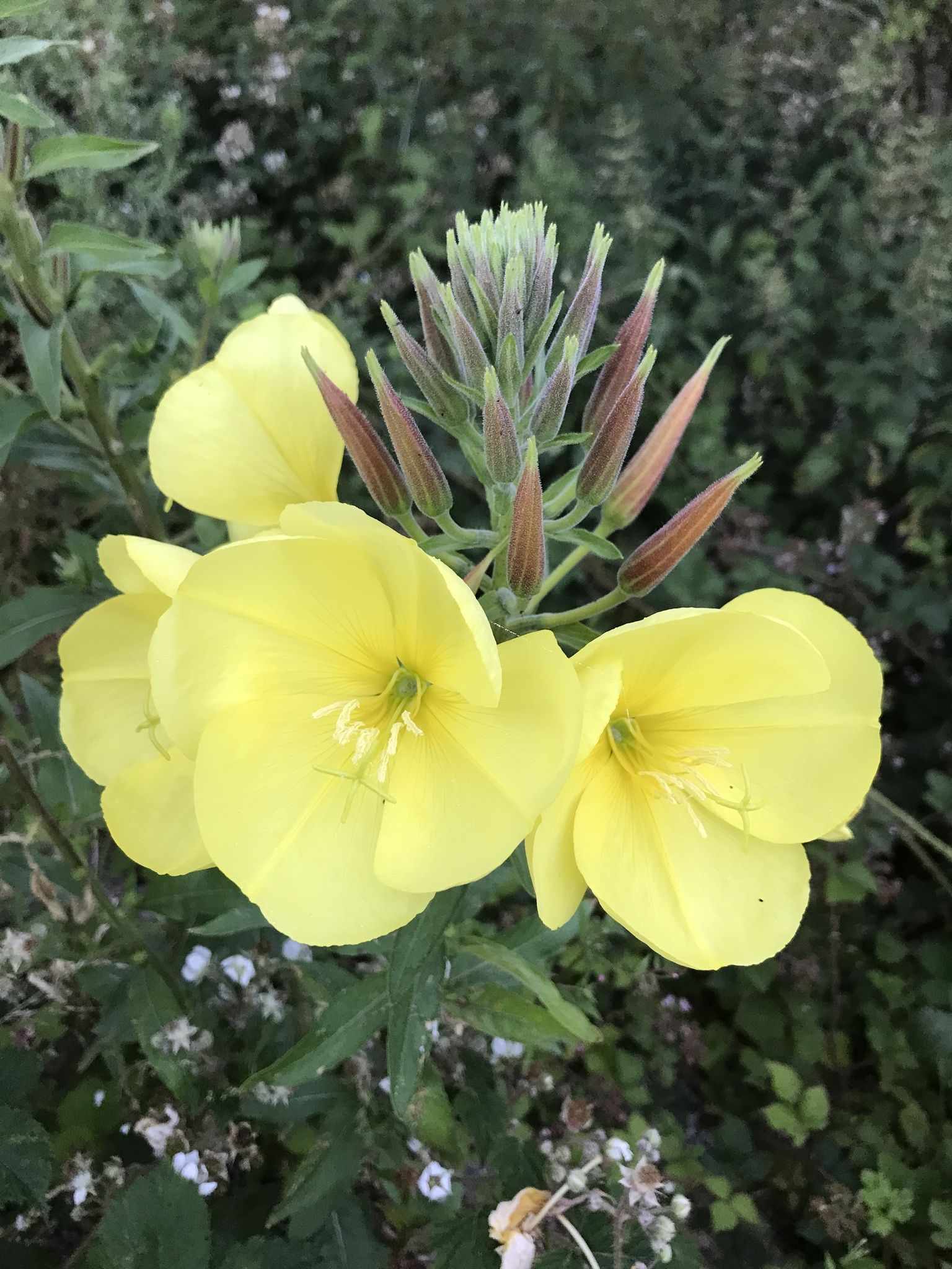 Oenothera erythrosepala