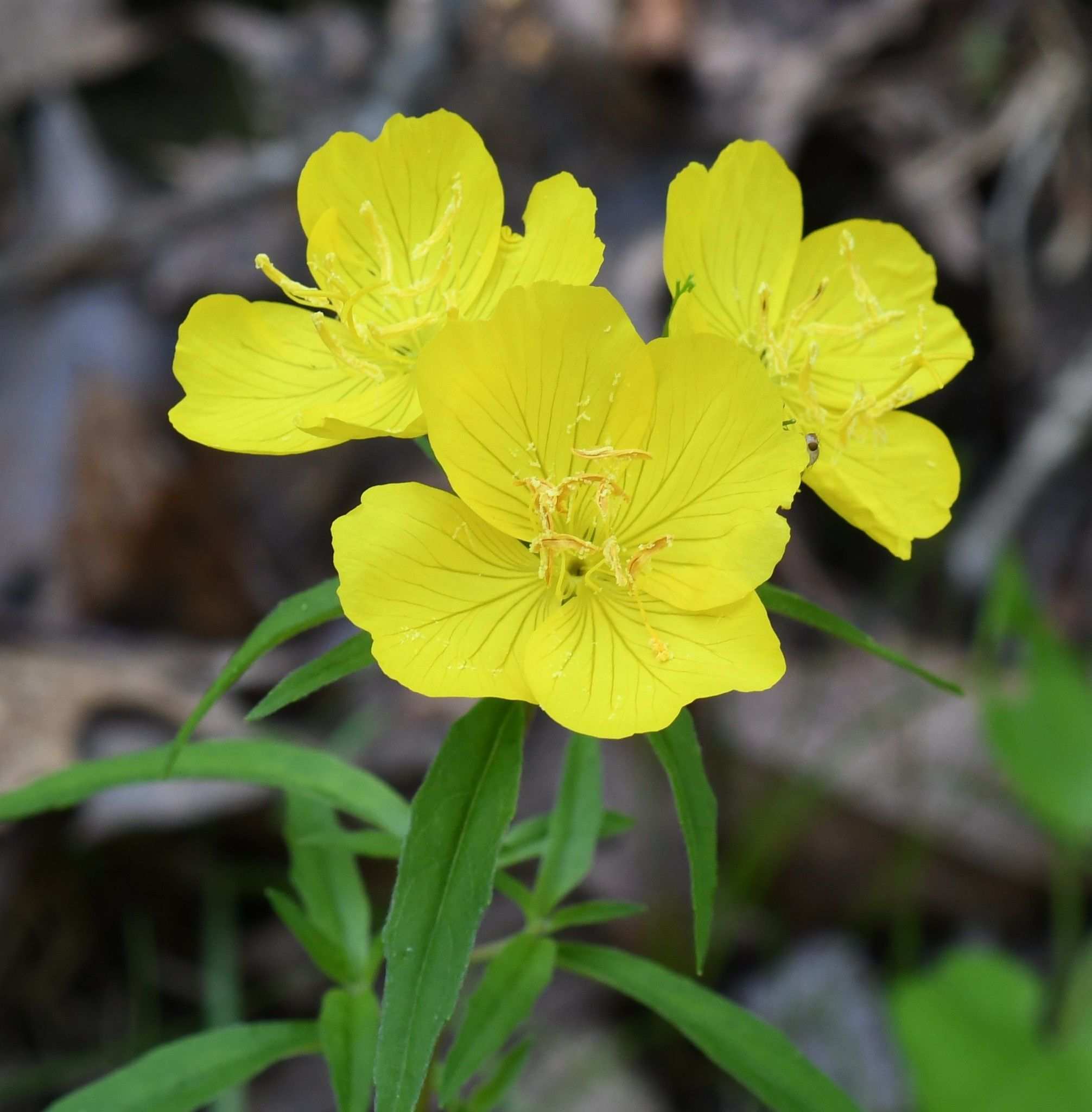 Oenothera fruticosa