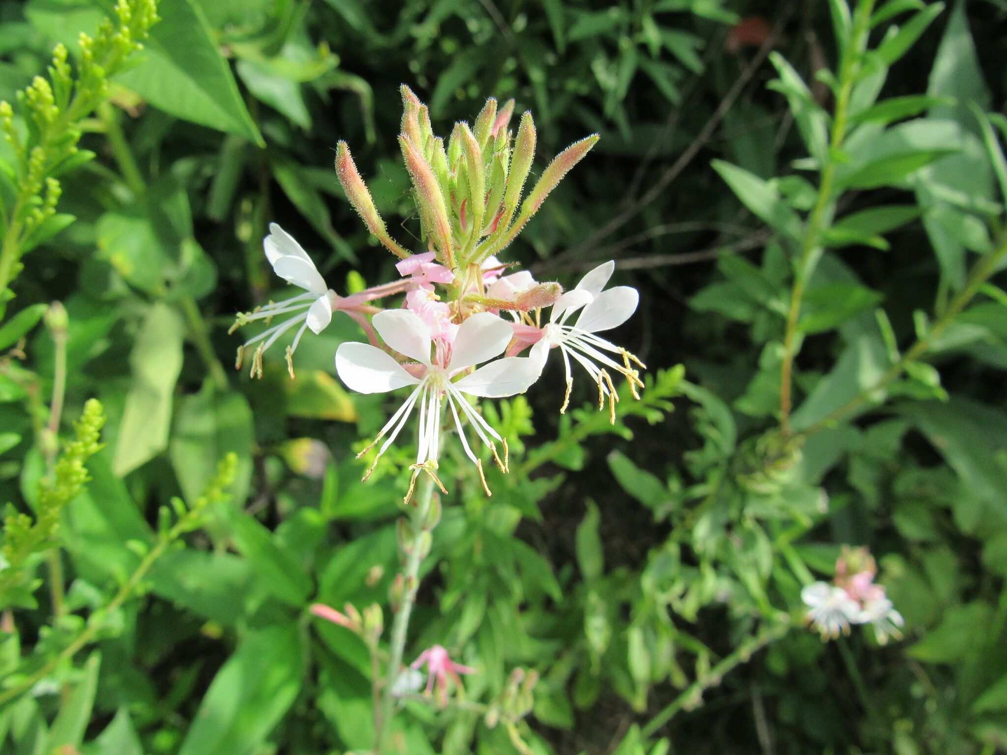 Oenothera gaura