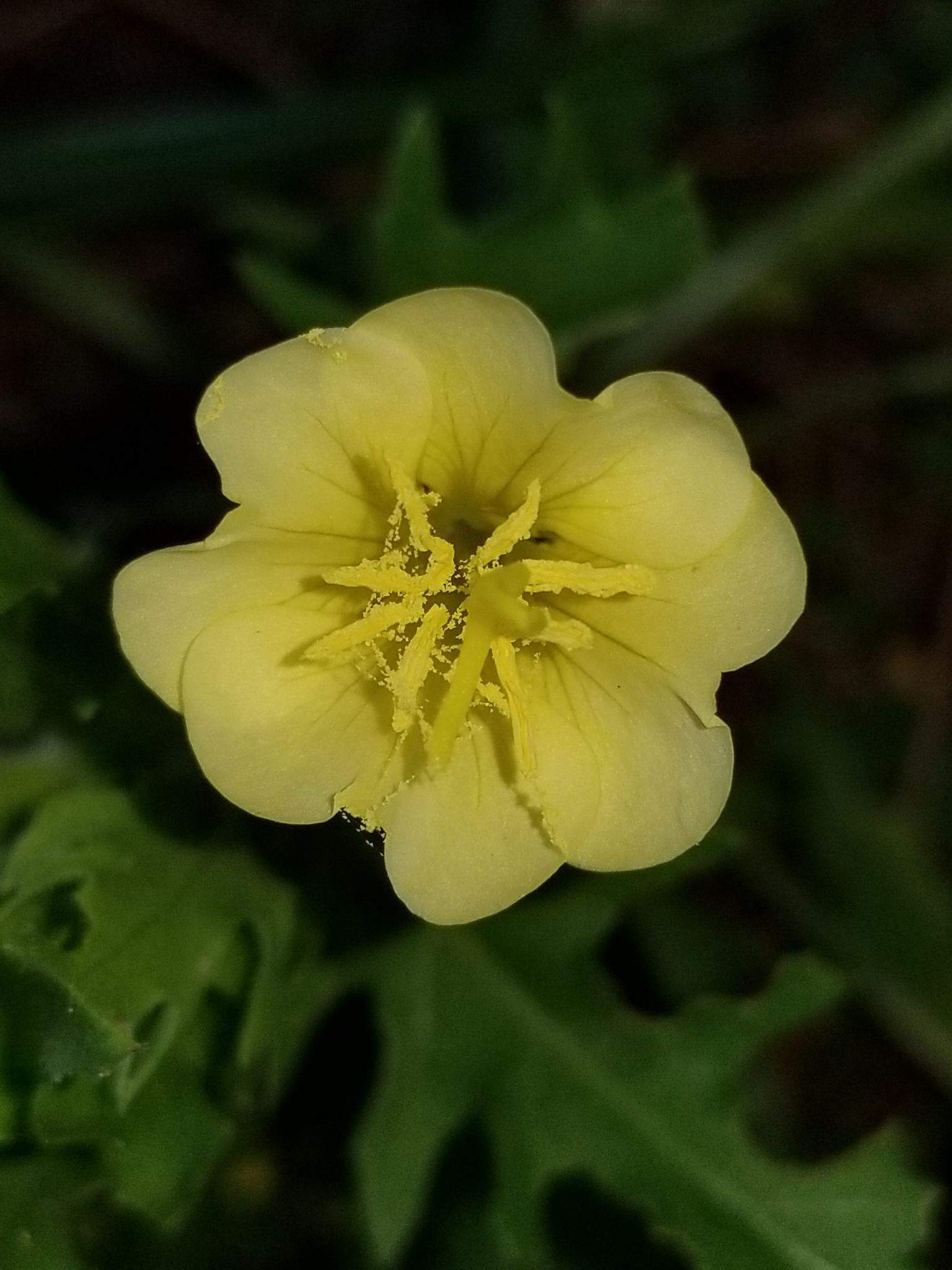 Oenothera laciniata