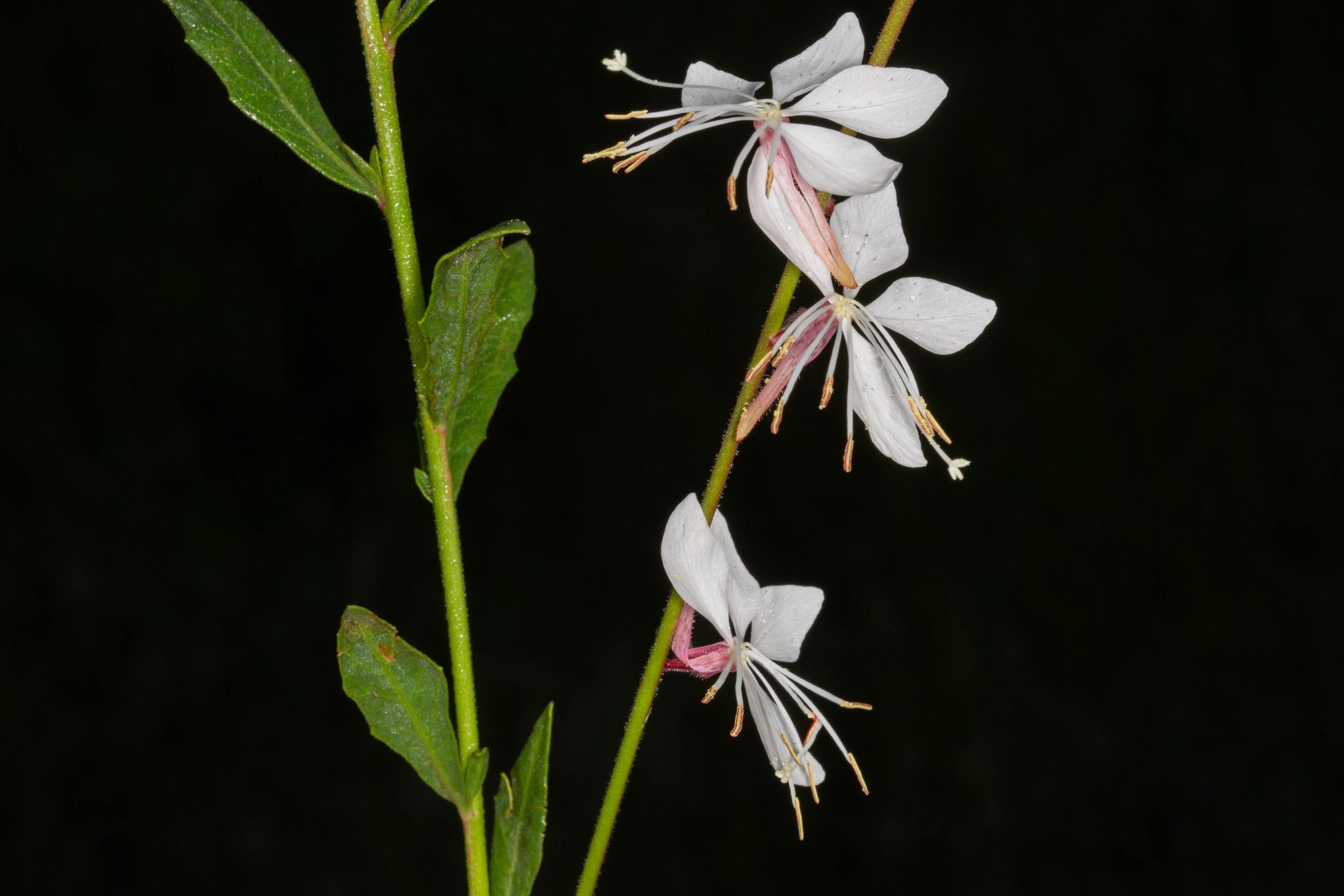 Oenothera lindheimeri