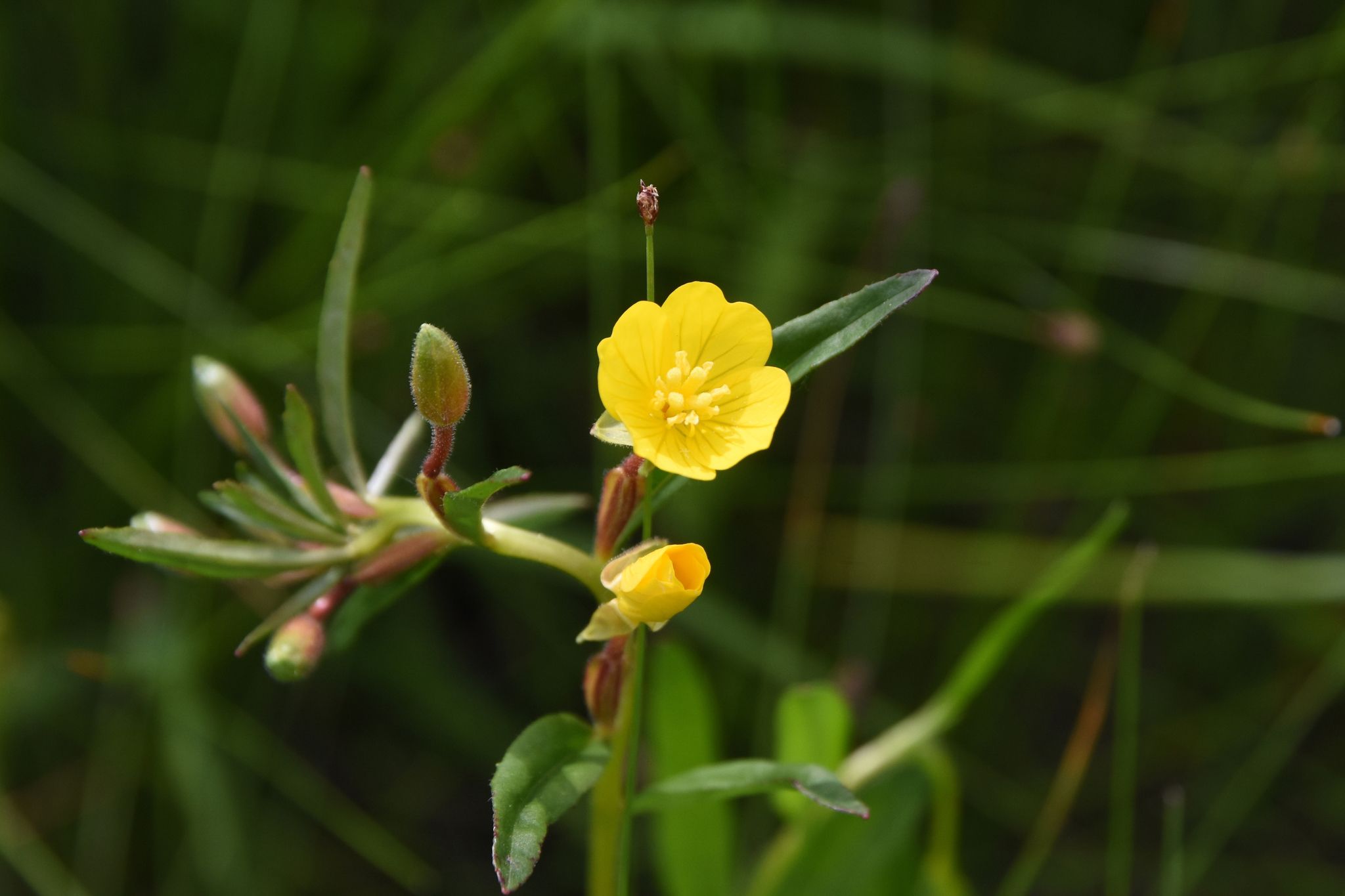 Oenothera perennis