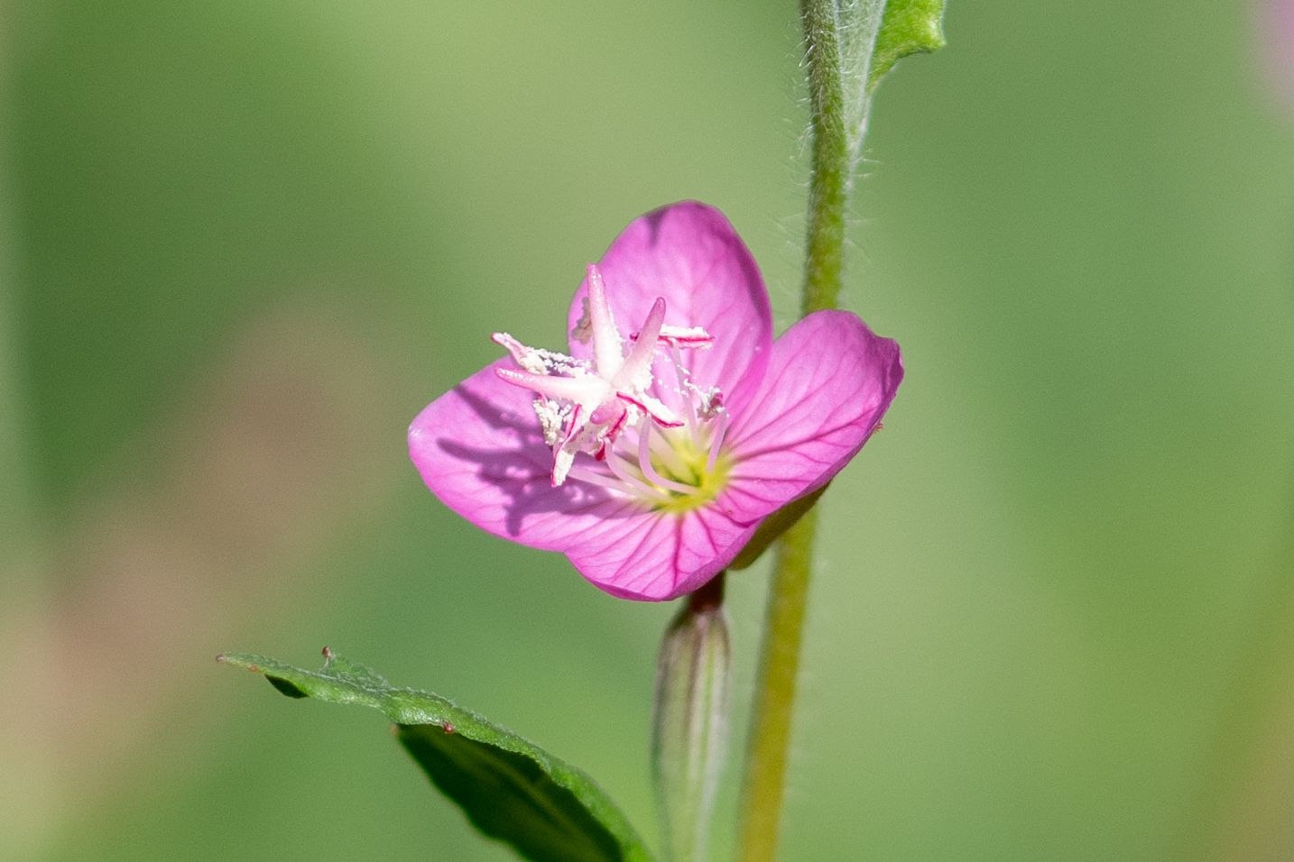 Oenothera rosea