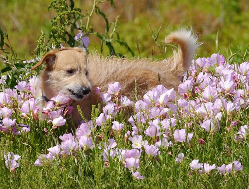 Oenothera sp.