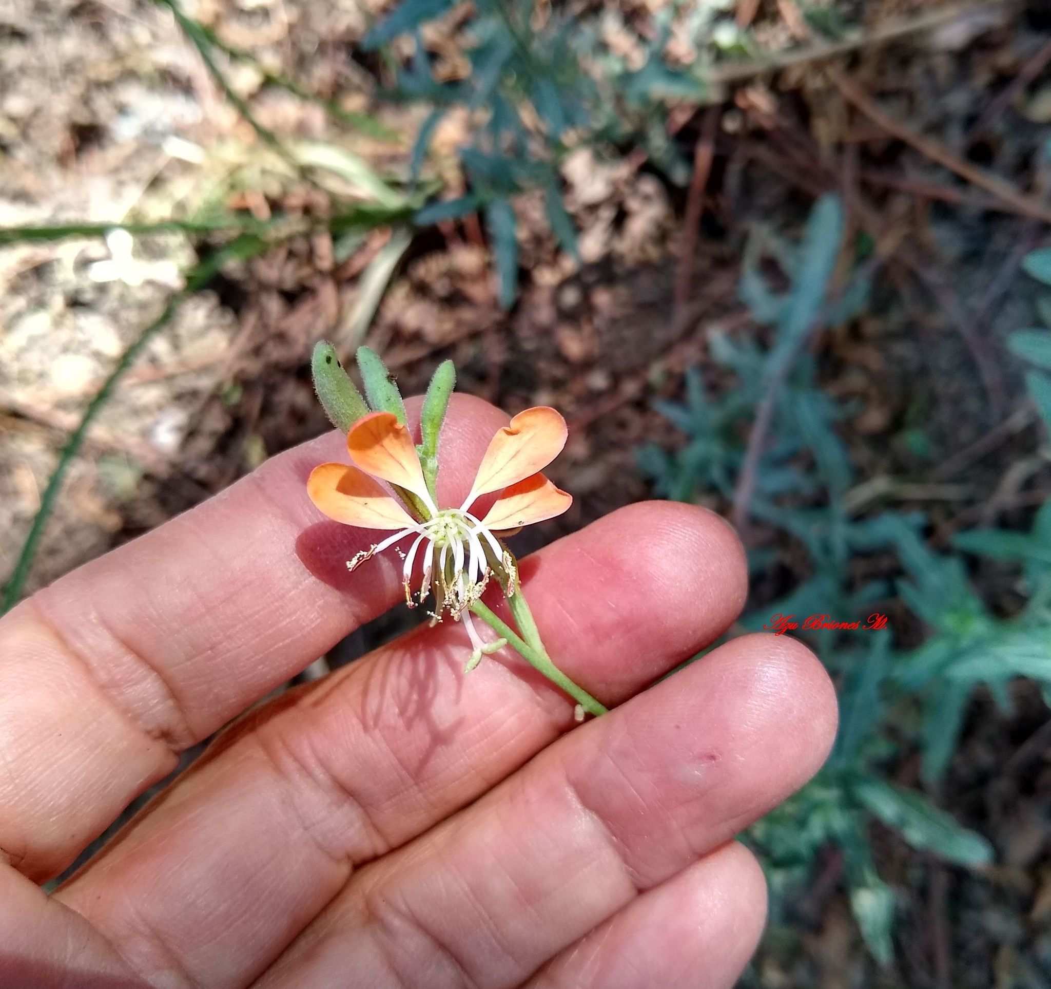 Oenothera suffrutescens