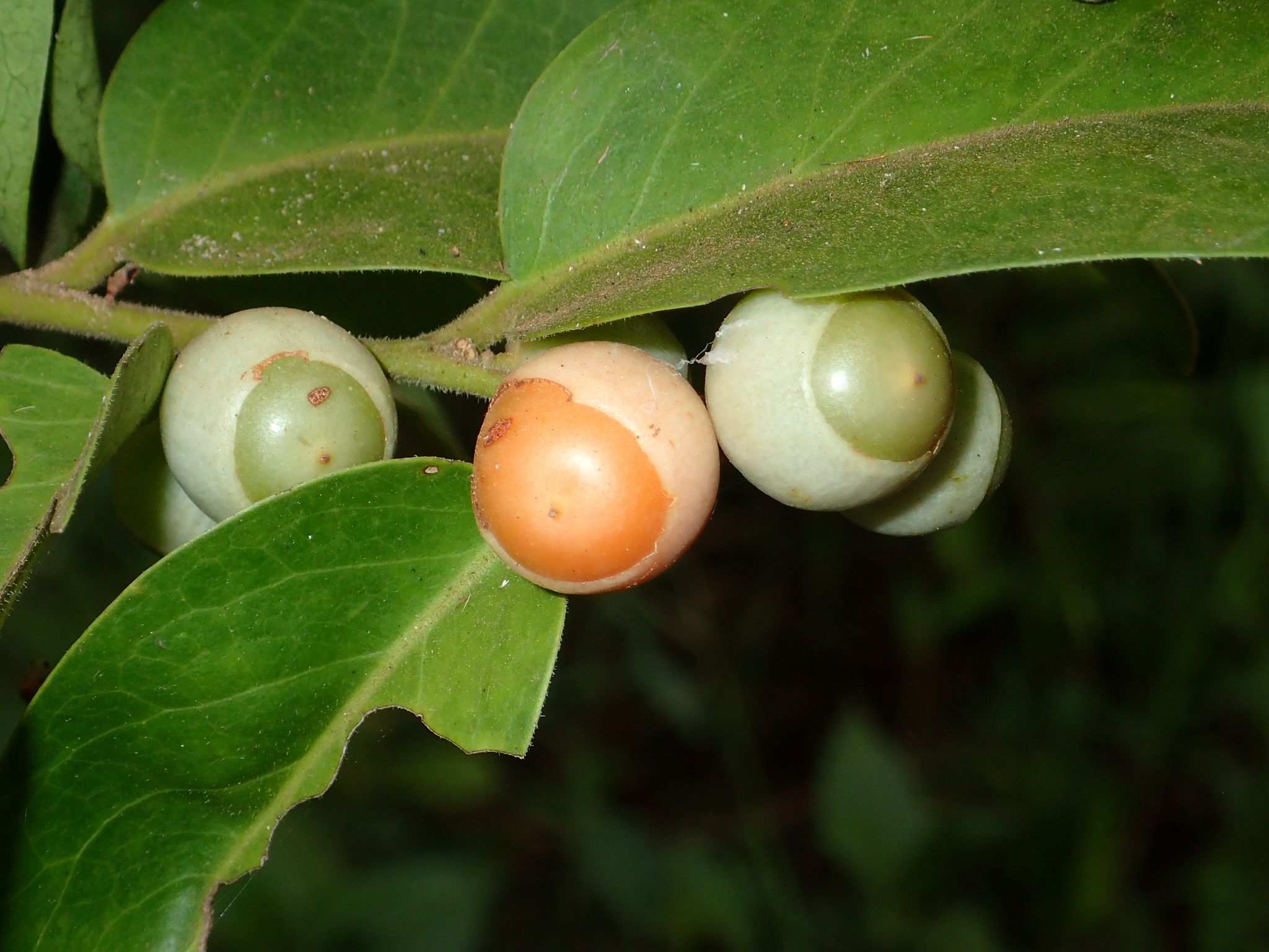 Olax scandens