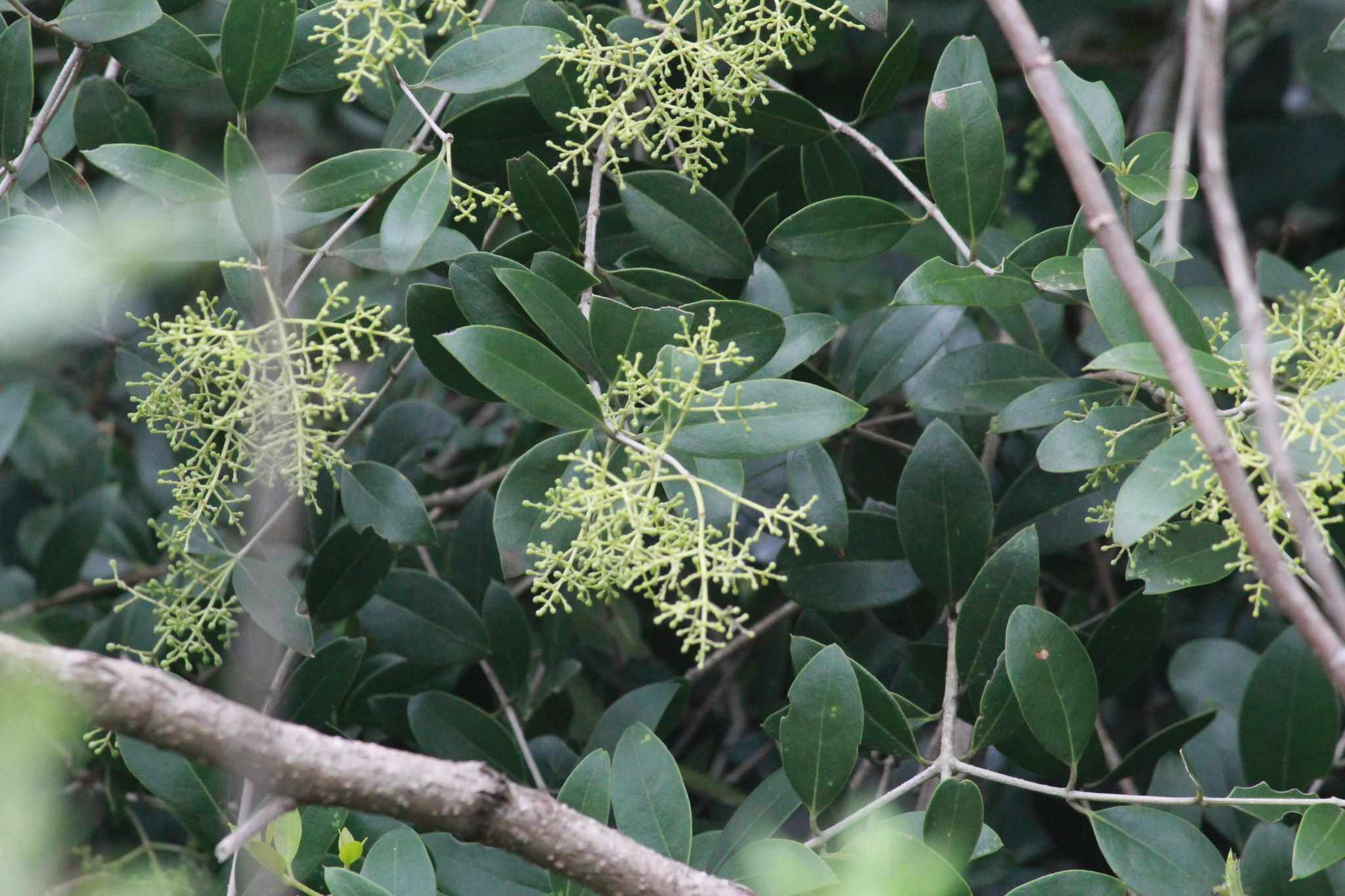 Olea woodiana