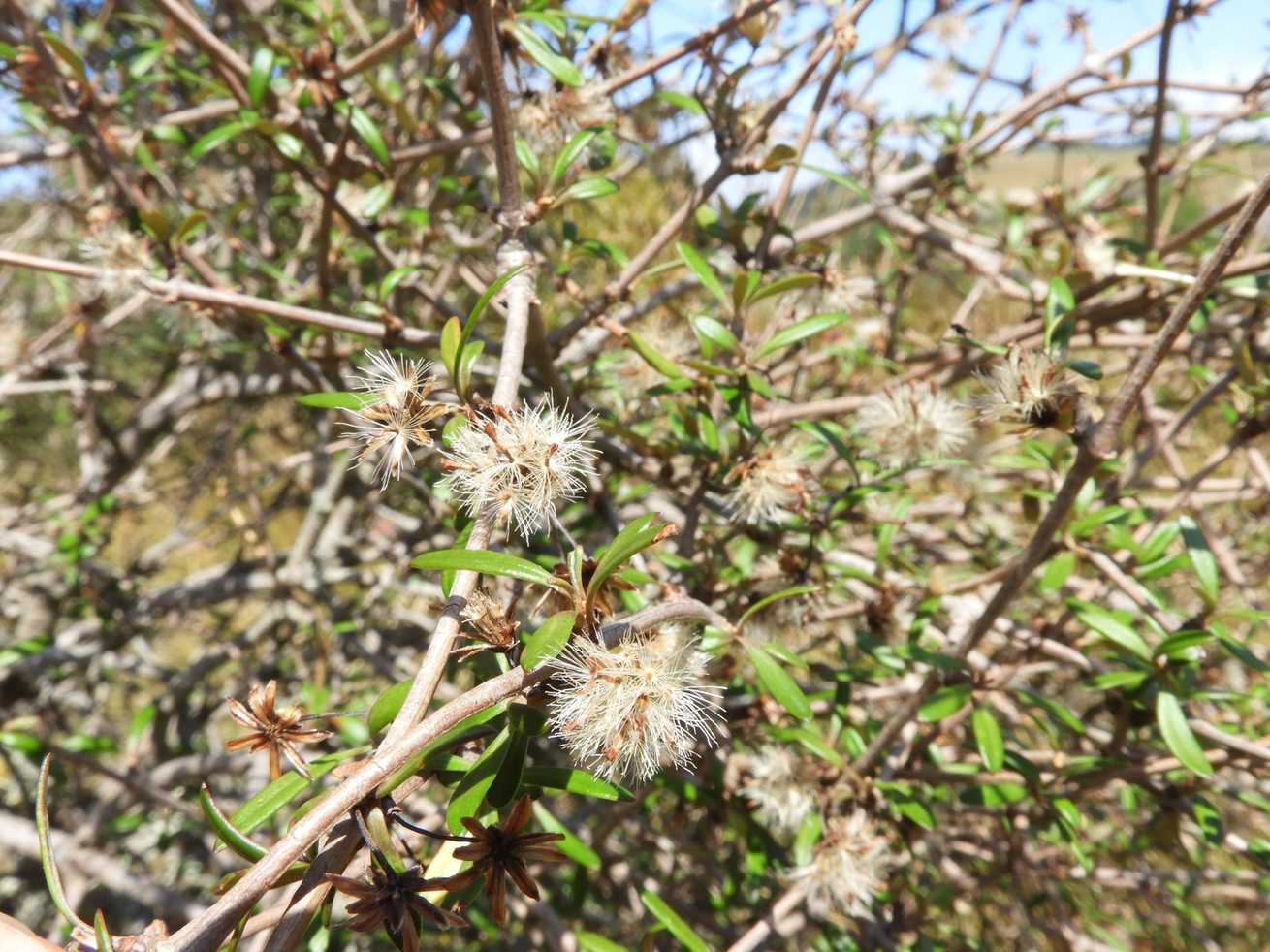 Olearia laxiflora