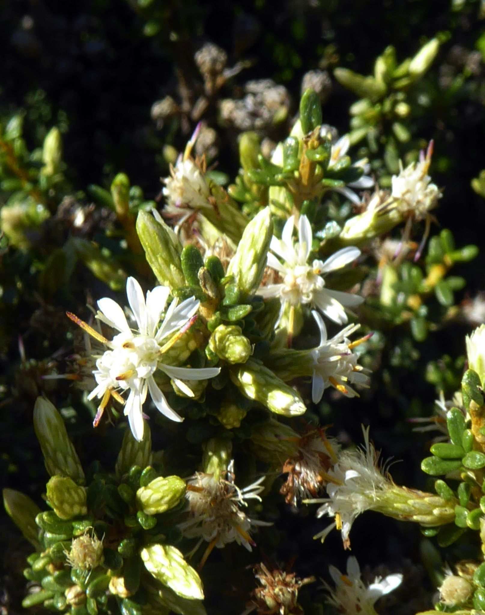 Olearia solandri