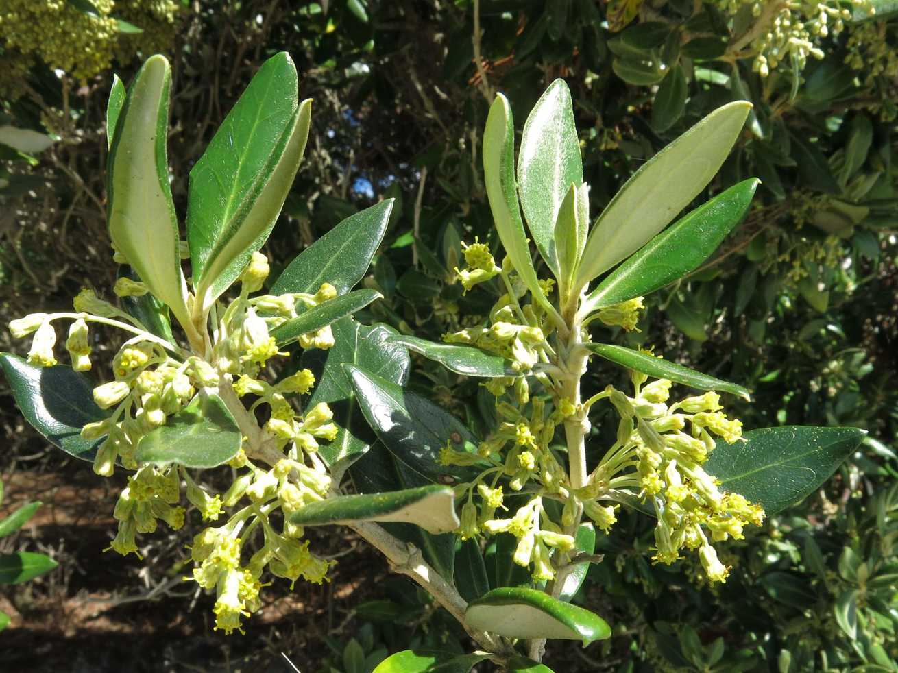 Olearia traversii