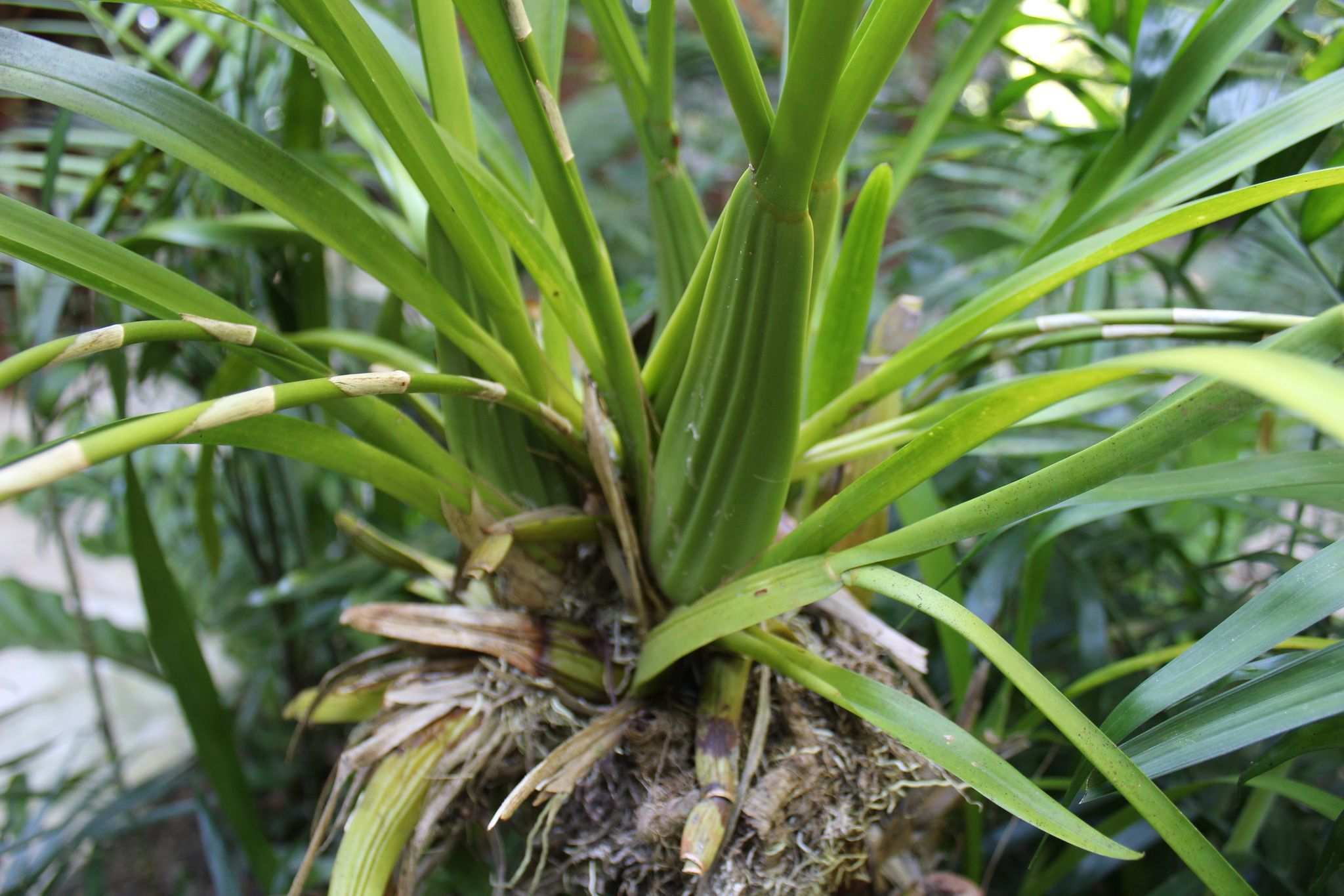 Oncidium sp.