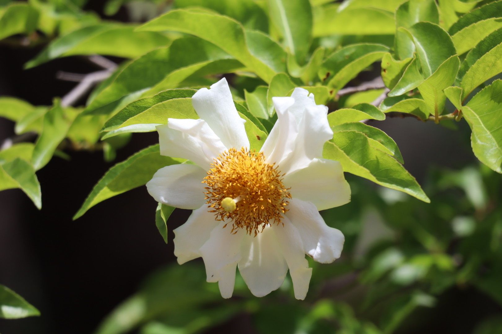Oncoba spinosa