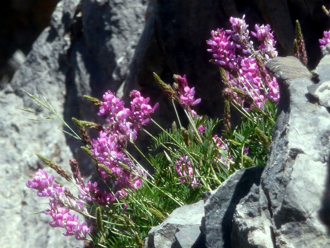 Onobrychis sp.