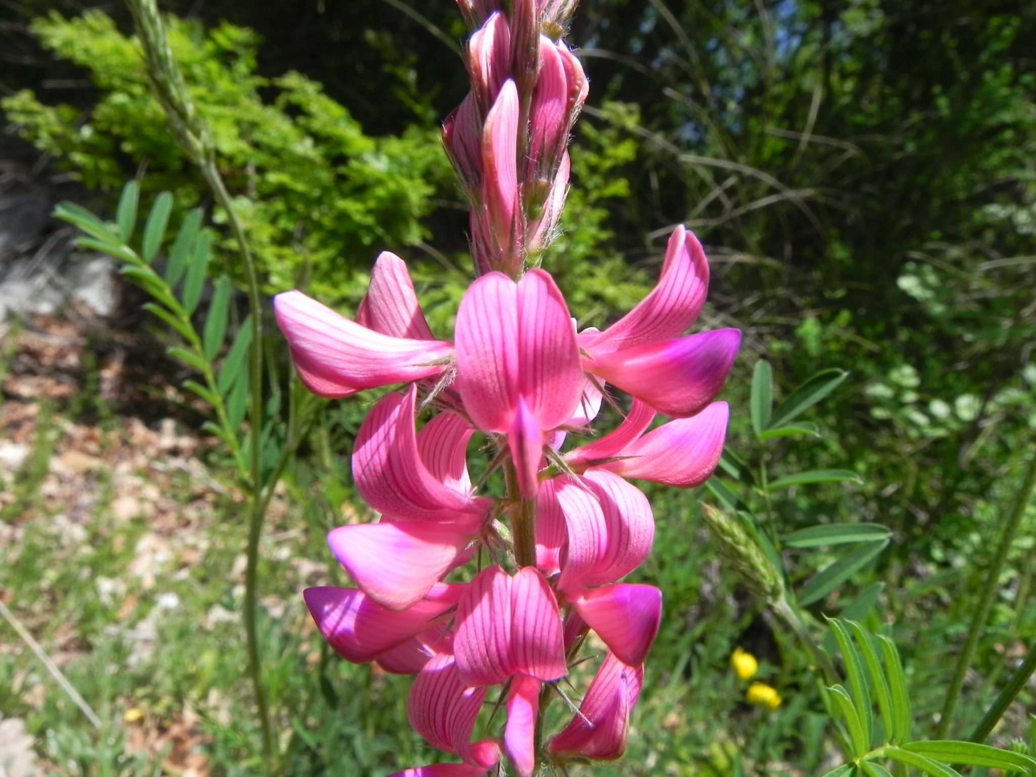 Onobrychis viciifolia