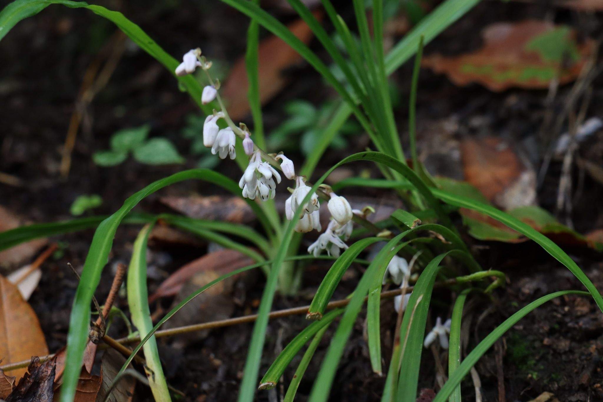 Ophiopogon intermedius