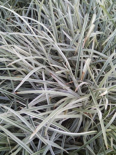 Ophiopogon jaburan