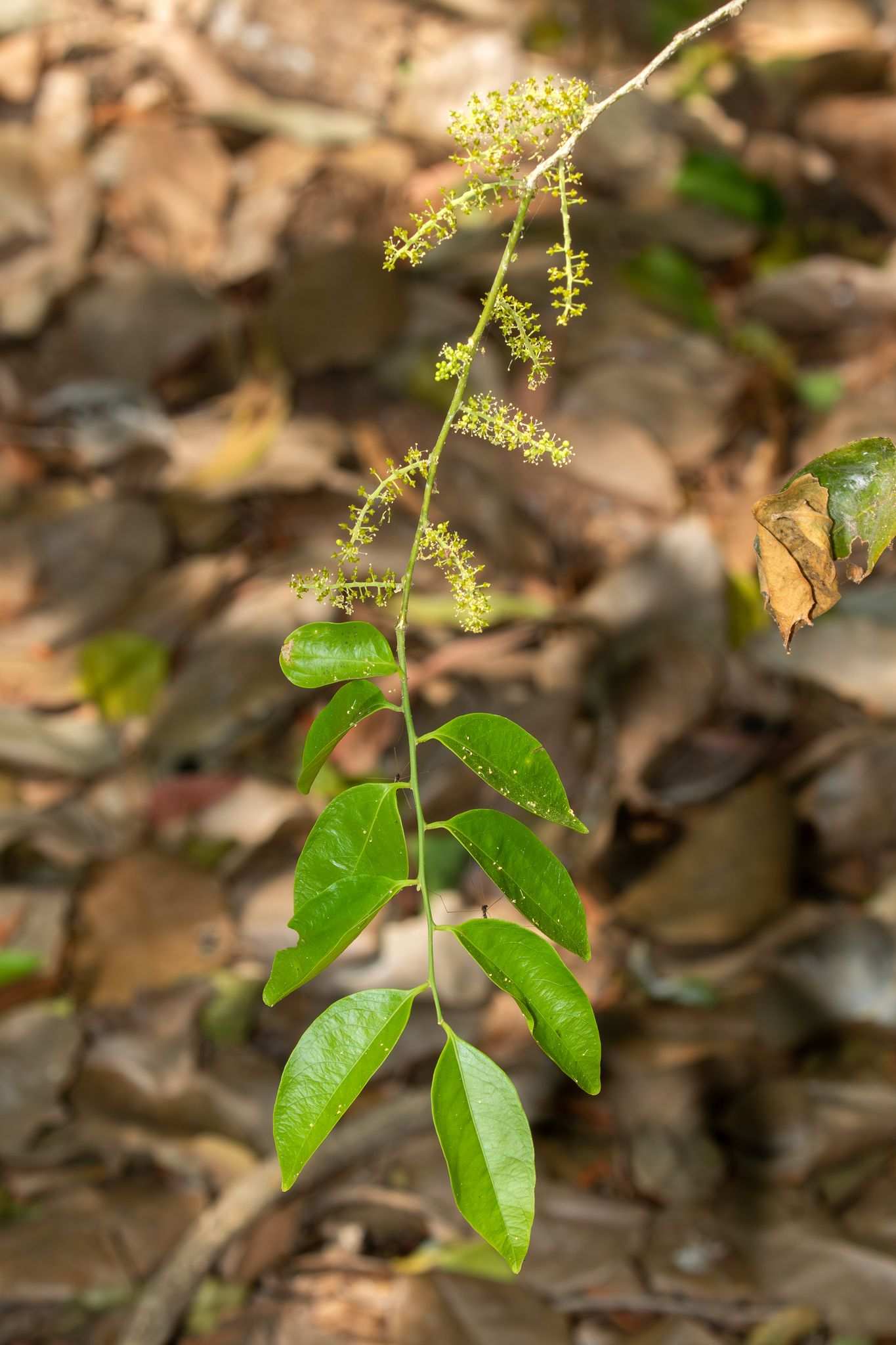 Opilia amentacea