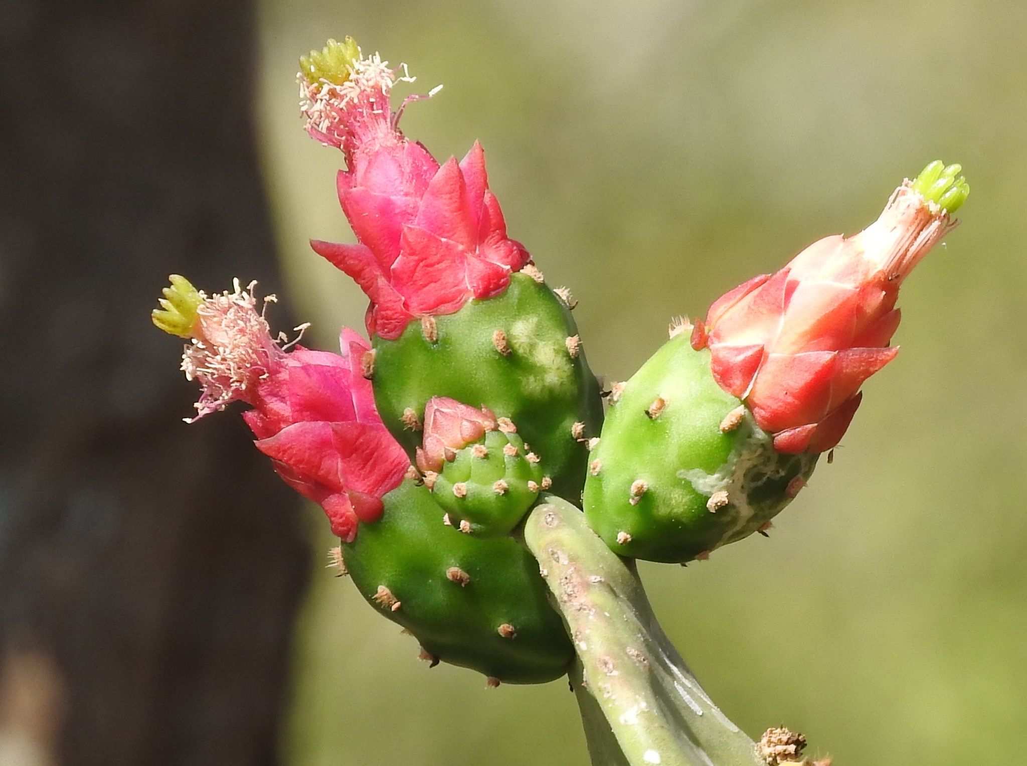 Opuntia cochenillifera
