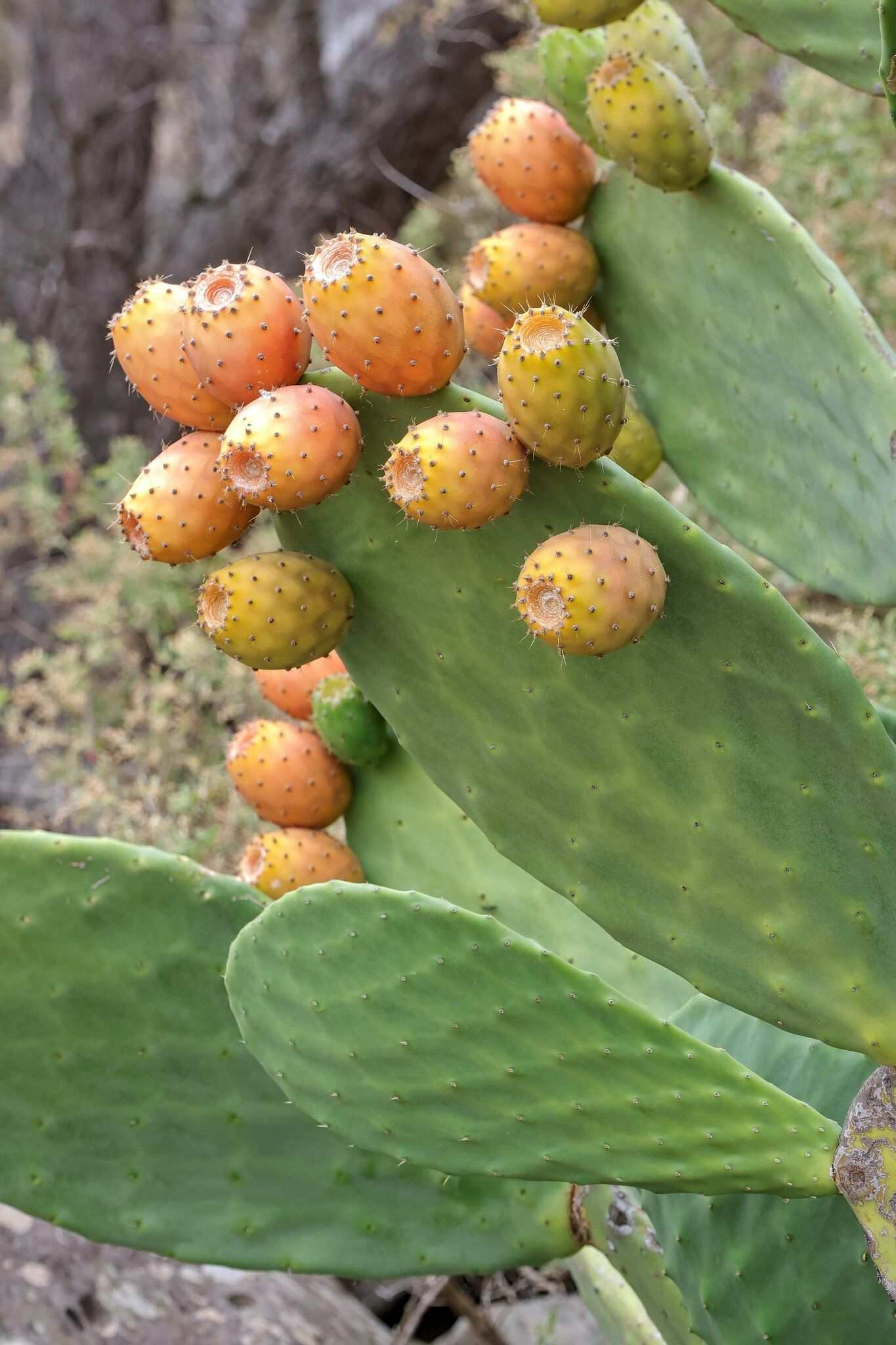 Opuntia ficus-indica