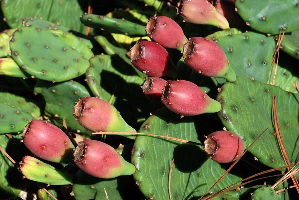 Opuntia humifusa