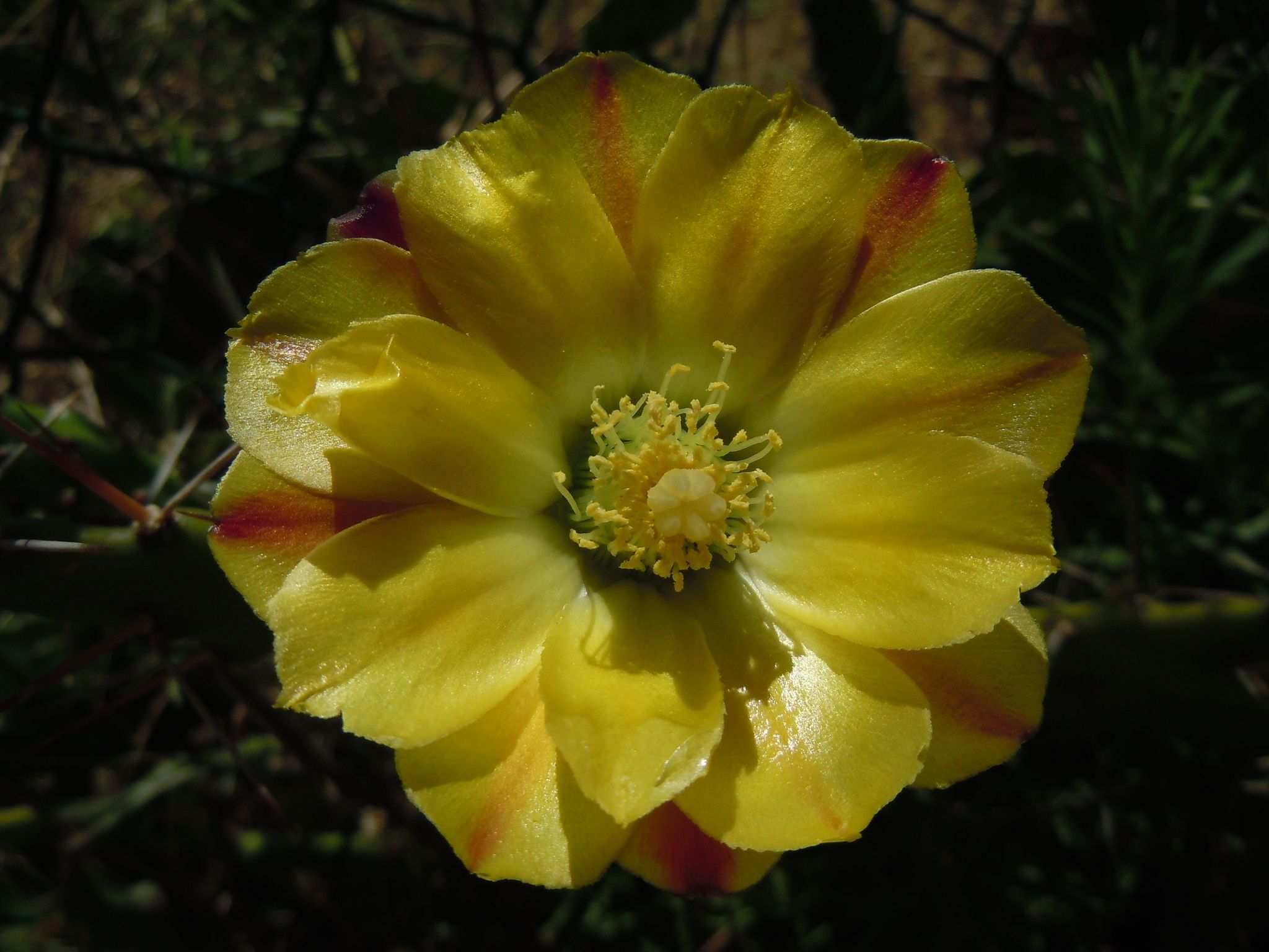 Opuntia monacantha