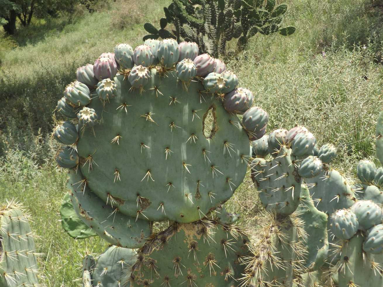 Opuntia robusta