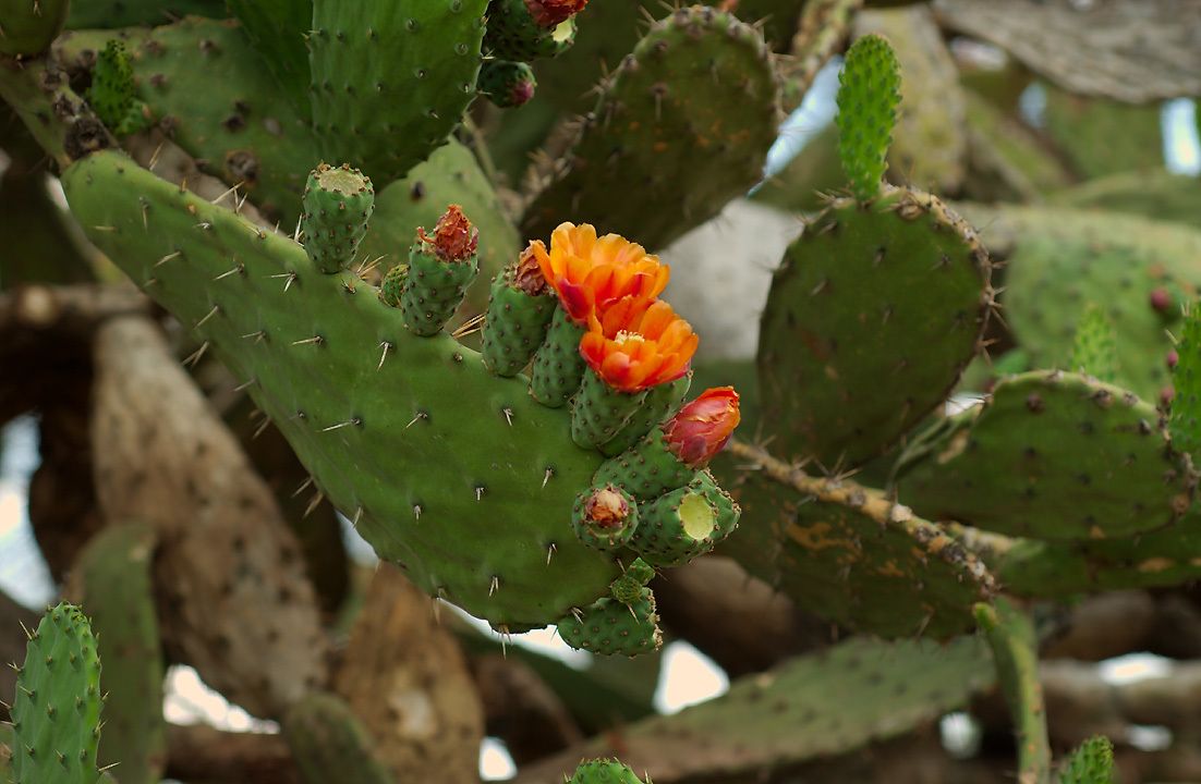 Opuntia sp.