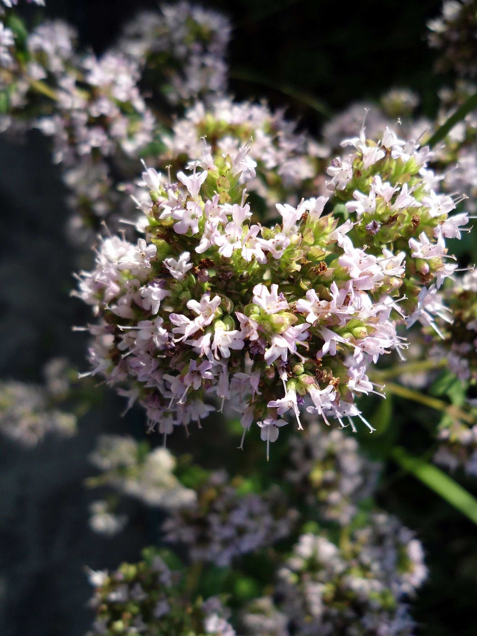 Origanum majorana
