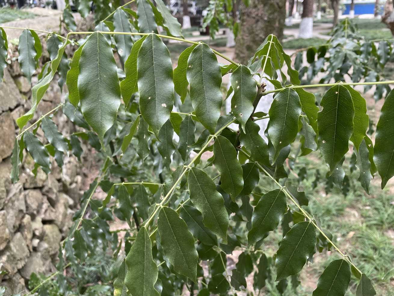 Ormosia hosiei